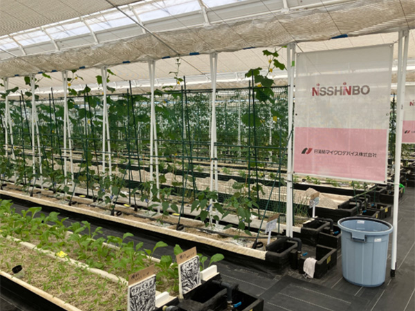 季節に応じた野菜を無農薬で栽培