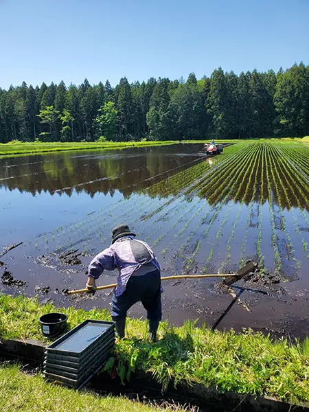 「田植え 母93歳」（テーマ：食の楽しみ）