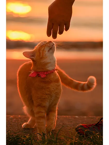 「猫と散歩」 （テーマ：心の安らぎ）